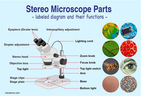 dissecting microscope function.